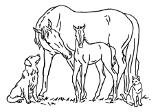 Kent County Veterinary Services